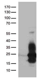 HBEGF Antibody in Western Blot (WB)