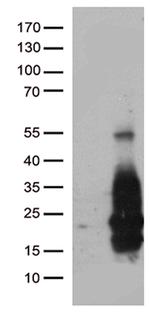 HBEGF Antibody in Western Blot (WB)