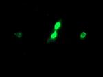 HCFC2 Antibody in Immunocytochemistry (ICC/IF)