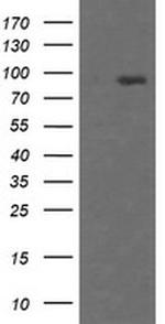 HCFC2 Antibody in Western Blot (WB)