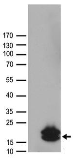 HCRT Antibody in Western Blot (WB)