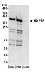 HD-PTP Antibody in Western Blot (WB)
