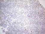 HDAC2 Antibody in Immunohistochemistry (Paraffin) (IHC (P))