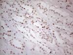 HDAC2 Antibody in Immunohistochemistry (Paraffin) (IHC (P))