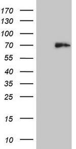 HDAC2 Antibody in Western Blot (WB)