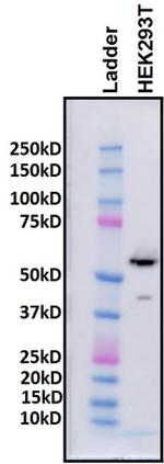 HDAC2 Antibody in Western Blot (WB)