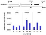 HDAC3 Antibody in ChIP Assay (ChIP)