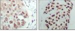 HDAC3 Antibody in Immunohistochemistry (Paraffin) (IHC (P))