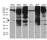 HDAC8 Antibody in Western Blot (WB)