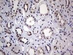 HDAC9 Antibody in Immunohistochemistry (Paraffin) (IHC (P))