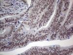 HDAC9 Antibody in Immunohistochemistry (Paraffin) (IHC (P))