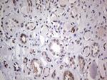 HDAC9 Antibody in Immunohistochemistry (Paraffin) (IHC (P))