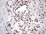 HDAC9 Antibody in Immunohistochemistry (Paraffin) (IHC (P))