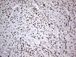 HDAC9 Antibody in Immunohistochemistry (Paraffin) (IHC (P))