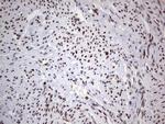 HDAC9 Antibody in Immunohistochemistry (Paraffin) (IHC (P))