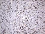 HDAC9 Antibody in Immunohistochemistry (Paraffin) (IHC (P))