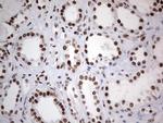 HDAC9 Antibody in Immunohistochemistry (Paraffin) (IHC (P))