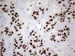 HDAC9 Antibody in Immunohistochemistry (Paraffin) (IHC (P))