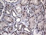 HDAC9 Antibody in Immunohistochemistry (Paraffin) (IHC (P))