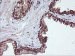 HDHD1 Antibody in Immunohistochemistry (Paraffin) (IHC (P))