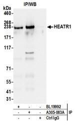 HEATR1/BAP28 Antibody in Western Blot (WB)