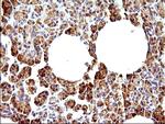 HERPUD1 Antibody in Immunohistochemistry (Paraffin) (IHC (P))