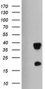 HES1 Antibody in Western Blot (WB)