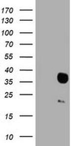 HES1 Antibody in Western Blot (WB)