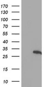 HES1 Antibody in Western Blot (WB)