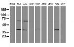 HES1 Antibody in Western Blot (WB)