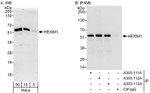 HEXIM1 Antibody in Western Blot (WB)