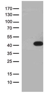 HEYL Antibody in Western Blot (WB)