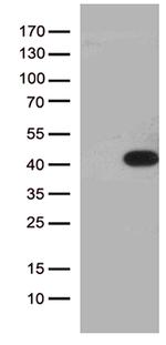 HEYL Antibody in Western Blot (WB)