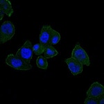 HFE Antibody in Immunocytochemistry (ICC/IF)