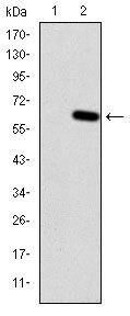 HFE Antibody in Western Blot (WB)