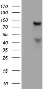 HGF Antibody in Western Blot (WB)