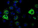 HIBCH Antibody in Immunocytochemistry (ICC/IF)