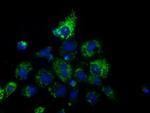 HIBCH Antibody in Immunocytochemistry (ICC/IF)