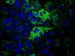 HIBCH Antibody in Immunocytochemistry (ICC/IF)