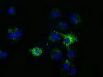 HIBCH Antibody in Immunocytochemistry (ICC/IF)