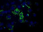 HIBCH Antibody in Immunocytochemistry (ICC/IF)