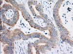 HIBCH Antibody in Immunohistochemistry (Paraffin) (IHC (P))