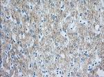 HIBCH Antibody in Immunohistochemistry (Paraffin) (IHC (P))