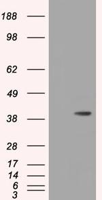 HIBCH Antibody in Western Blot (WB)