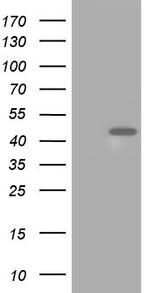 HIBCH Antibody in Western Blot (WB)