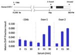 HIF1A Antibody in ChIP Assay (ChIP)