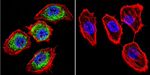 HIF-1 beta Antibody in Immunocytochemistry (ICC/IF)