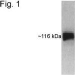 HIF1A Antibody in Western Blot (WB)