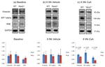 HIF1A Antibody in Western Blot (WB)