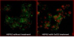 HIF2-alpha Antibody in Immunocytochemistry (ICC/IF)